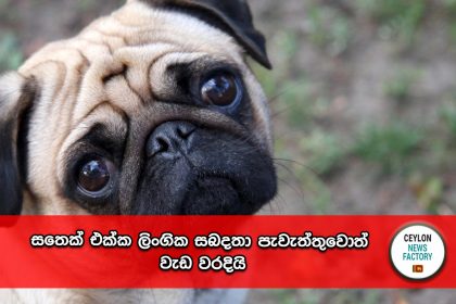 සතෙක් එක්ක ලිංගික සබදතා