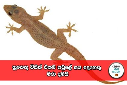 හූනෙක්