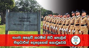 ගංජා අලෙවි කරමින් සිටි පොලිස් නිලධාරීන් දෙදෙනෙක් කොටුවෙයි !
