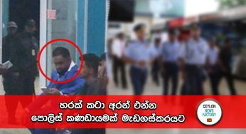 හරක් කටා අරන් එන්න පොලිස් කණඩායමක් මැඩගස්කරයට !
