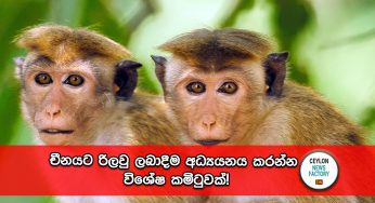 චීනයට රිලවු ලබාදීම අධ්‍යයනය කරන්න විශේෂ කමිටුවක්!