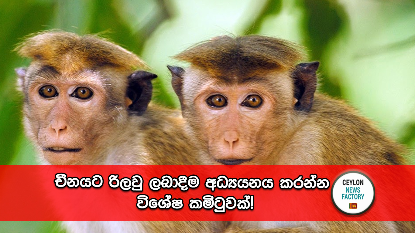 රිලවු