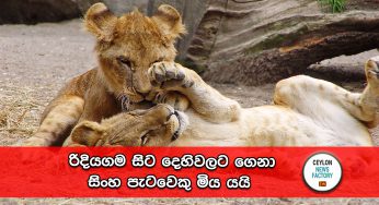 රිදියගම සිට දෙහිවලට ගෙනා සිංහ පැටවෙකු මිය යයි (VIDEO)