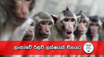 ලංකාවේ රිළව් ලක්ෂයක් චීනයට !