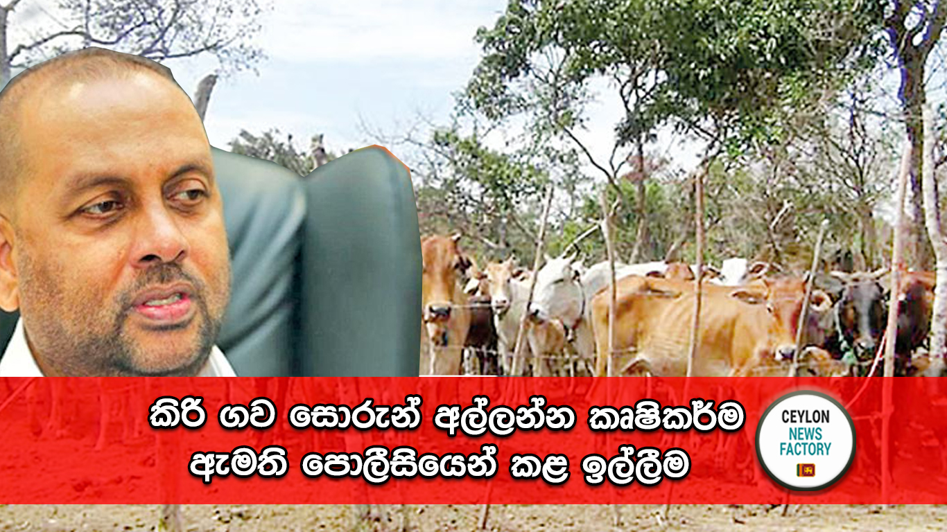 කිරි ගව සොරුන්