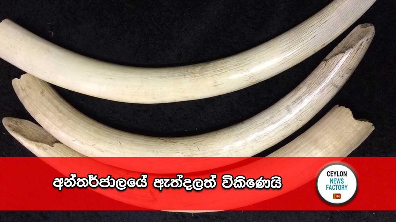 අන්තර්ජාලය