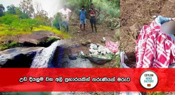 උඩ දියලුම වන අලි ප්‍රහාරයකින් තරුණියක් මරුට !