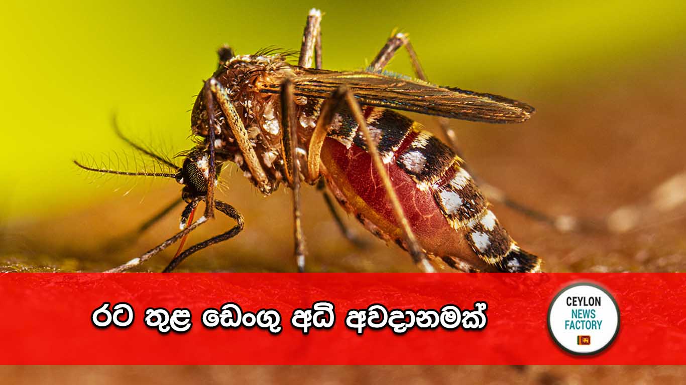 ඩෙංගු