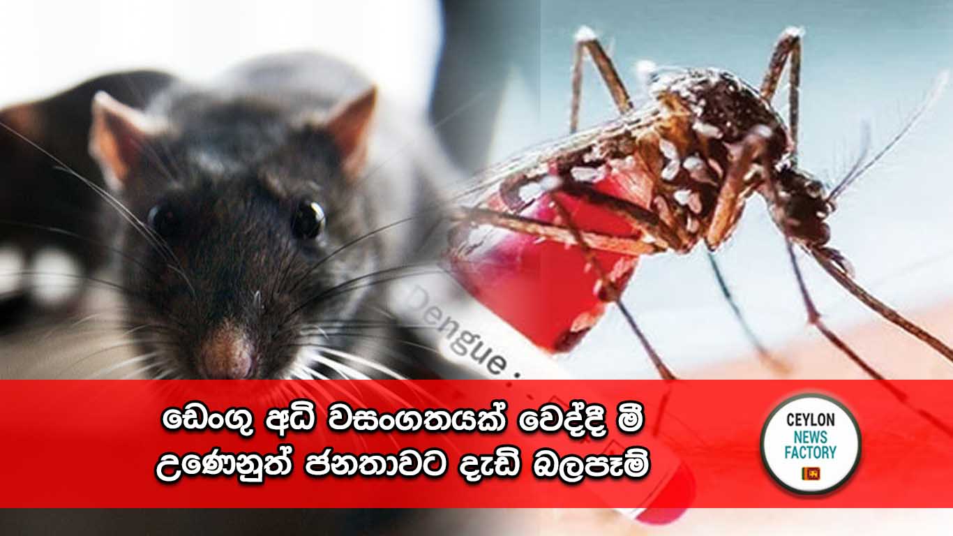 ඩෙංගු