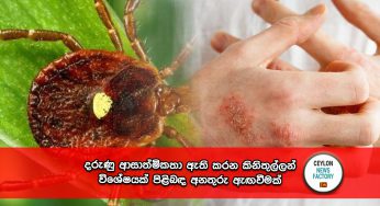 දරුණු ආසාත්මිකතා ඇති කරන කිනිතුල්ලන් විශේෂයක් පිළිබඳ අනතුරු ඇඟවීමක් !
