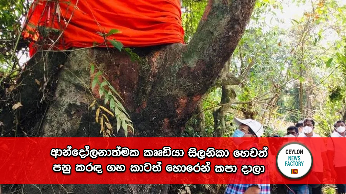 කෲඩියා සිලනිකා ශාක විශේෂය