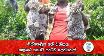මස්කෙළිය තේ වත්තක කඳුකර කොටි පැටව් දෙන්නෙක් !