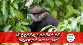 බෙල්ලන්විල වනජීවියේ සිටි කලු වඳුරන් සොරා ගනී !