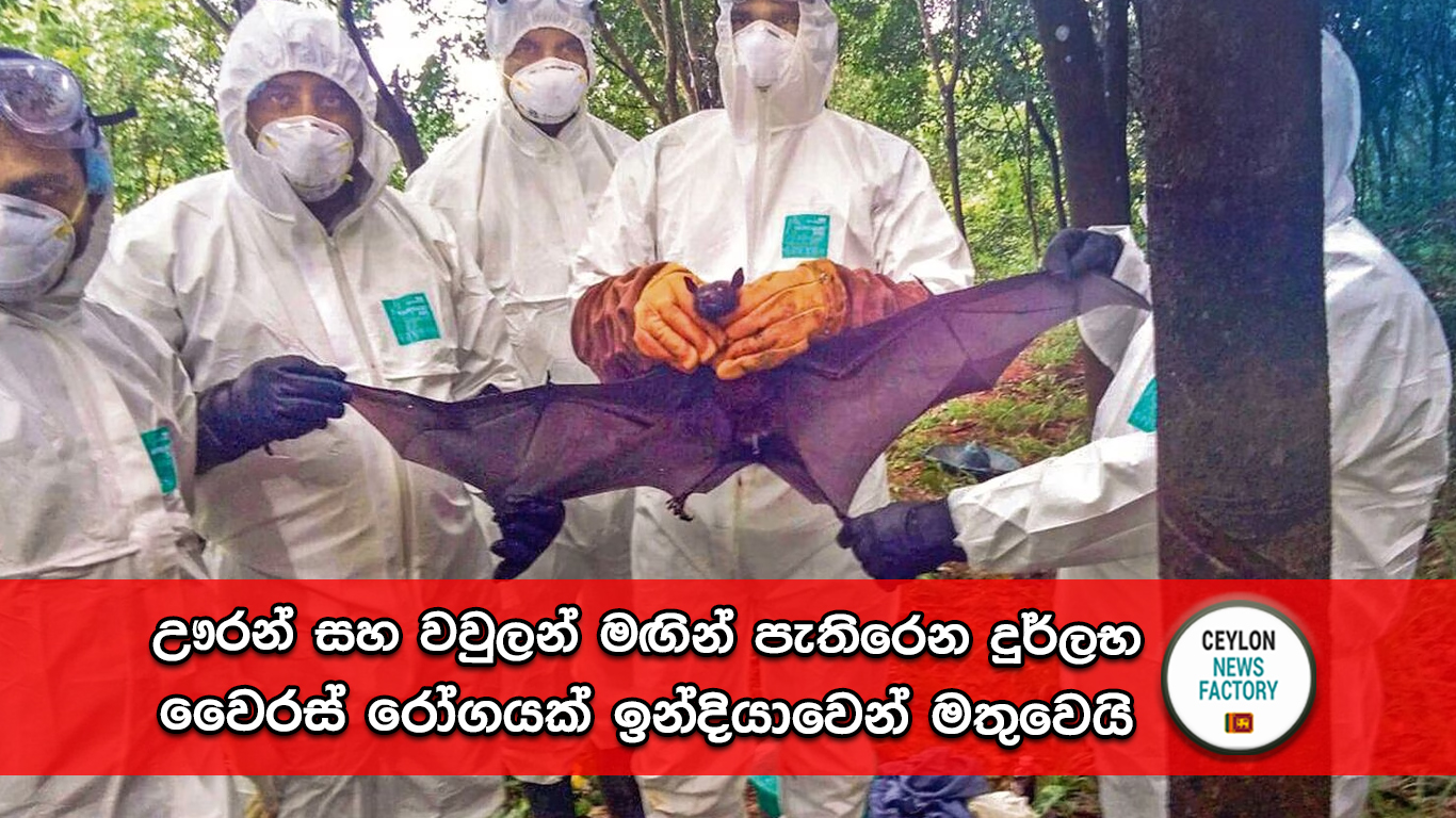 නිපා වෛරසය