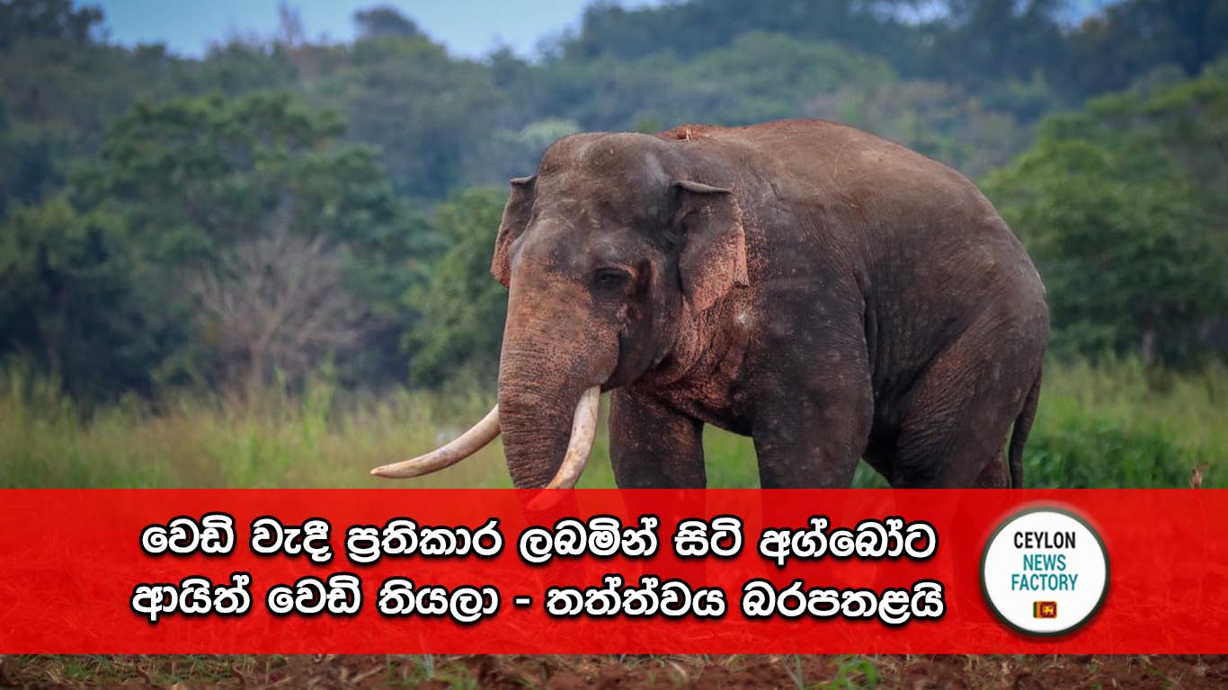 අග්බෝ