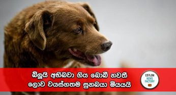 බ්ලූයි අභිබවා ගිය බොබී නවතී – ලොව වයස්ගතම සුනඛයා මියයයි !