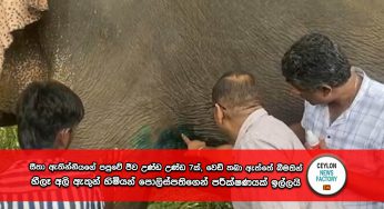 සීතා ඇතින්නියගේ පපුවේ ජීව උණ්ඩ උණ්ඩ 7ක්, වෙඩි තබා ඇත්තේ බීමතින් – හීලෑ අලි ඇතුන් හිමියන් පොලිස්පතිගෙන් පරීක්ෂණයක් ඉල්ලයි !