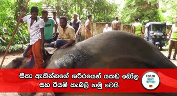 සීතා ඇතින්නගේ ශරීරයෙන් යකඩ බෝල සහ ඊයම් කැබලි හමු වෙයි !