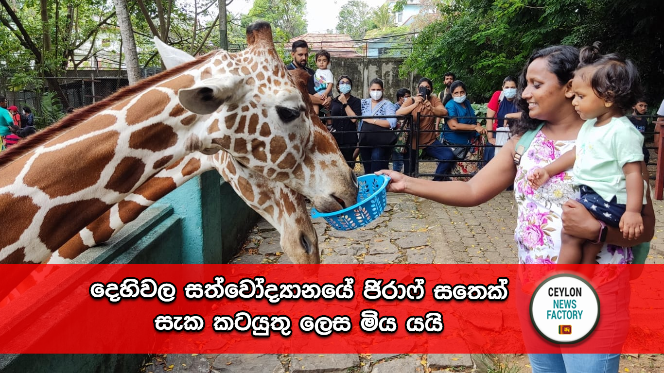 අප්‍රිකානු ජිරාෆ්