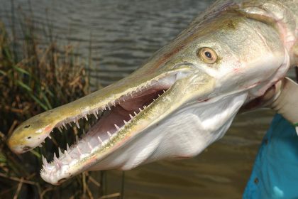 Alligator-Gar