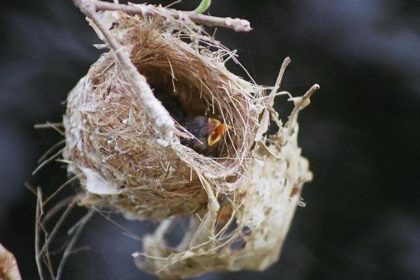 Bird-cages