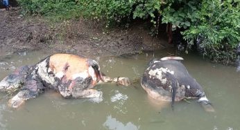 හඳපාන්විල විල්ලුව ඕඩේ ඇලේ ගිලී මිය ගිය වන අලි 07ක ගේ සිරුරු හමුවෙයි – පස් දෙනෙක් අලි පැටවු !