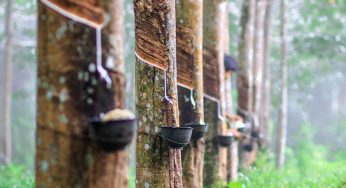 ‍රබර් වගාව සඳහා පොහොර සහනාධාරයක් !