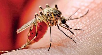 ඩෙංගු යළි හිස ඔසවයි – මහජන සෞඛ්‍ය නිලධාරීන්ගෙන් රතු නිවේදනයක් !