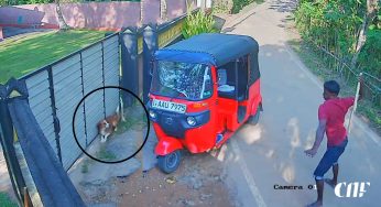 සමාජ මාධ්‍යයේ සංසරණය වූ සුනඛයෙකුට පහරදී මරා දැමීමේ සිදුවීමට අදාල​ව සැකකරුවන් දෙදෙනෙකු අත්අඩංගුවට (VIDEO)