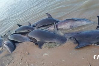 dead dolphin in Vilpattuva