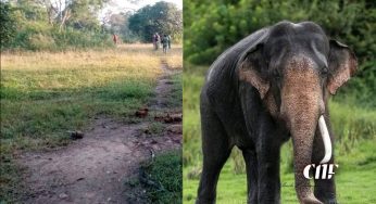 දළ කැඩී අතුරුදන් ​වූ සුමේධ හමුවෙයි!