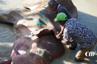 රෝගාතුර භාතිය හස්තියා පිලිබඳ සුබ ආරංචියක් : නවතම තත්ත්වය මෙන්න!