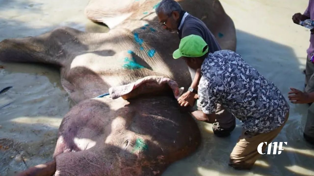 රෝගාතුර භාතිය හස්තියා පිලිබඳ සුබ ආරංචියක් : නවතම තත්ත්වය මෙන්න!