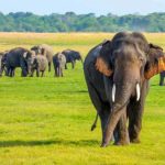 දිවයිනේ ආබාධිත තත්ත්වයේ පසුවන වන අලි පිලිබඳ අනාවරණයක්!