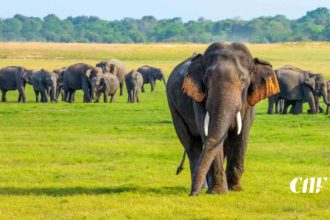 දිවයිනේ ආබාධිත තත්ත්වයේ පසුවන වන අලි පිලිබඳ අනාවරණයක්!