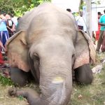 දුම්රියක ගැටී තවත් වන අලියෙකු ජීවිතක්ෂයට!