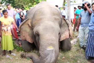 දුම්රියක ගැටී තවත් වන අලියෙකු ජීවිතක්ෂයට!