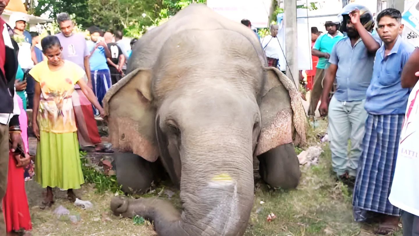 දුම්රියක ගැටී තවත් වන අලියෙකු ජීවිතක්ෂයට!