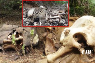 අලි දෙදෙනෙකුගේ සහ ඇතෙකුගේ මළ සිරුරු දඹුල්ල ඉනාමළුව වන රක්ෂිතයෙන් හමුවෙයි!