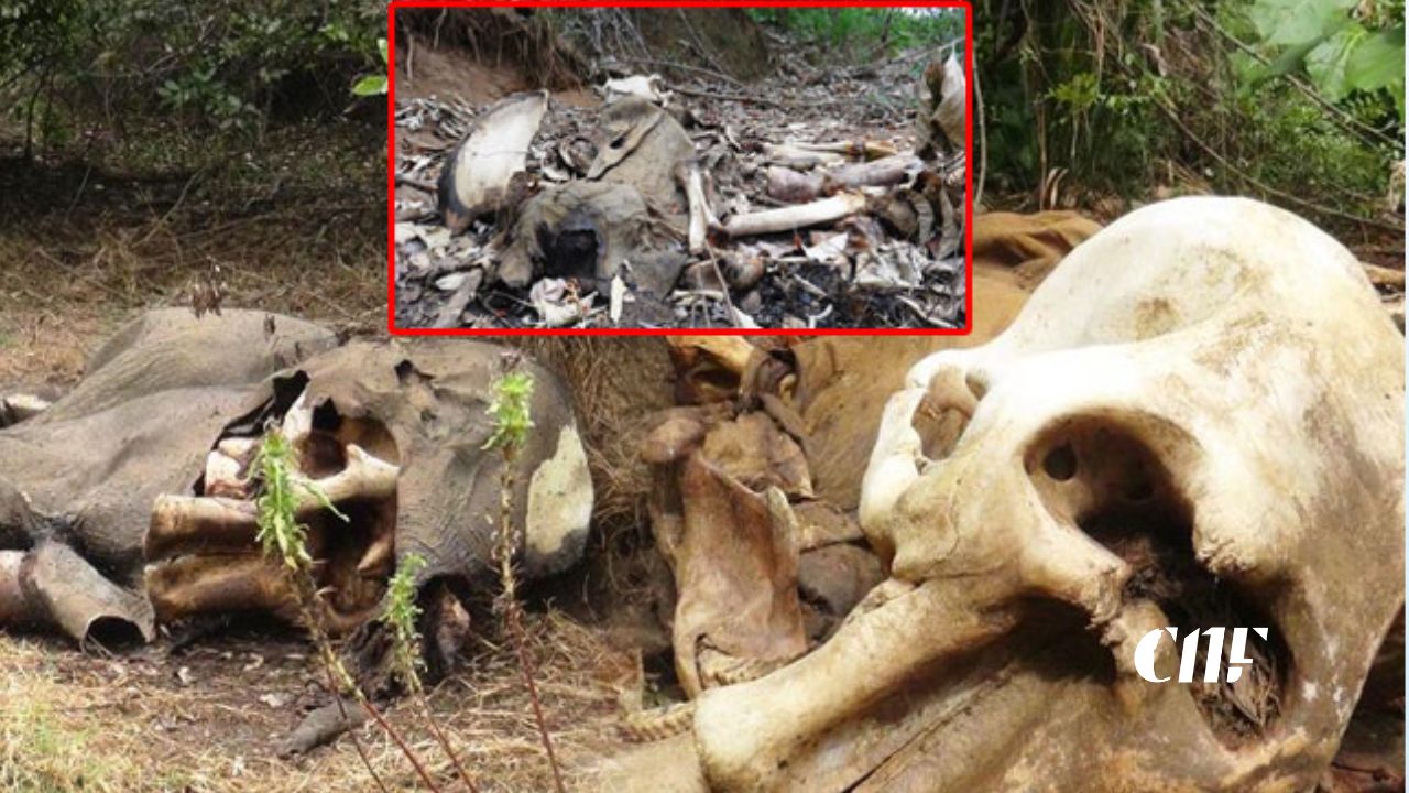 අලි දෙදෙනෙකුගේ සහ ඇතෙකුගේ මළ සිරුරු දඹුල්ල ඉනාමළුව වන රක්ෂිතයෙන් හමුවෙයි!