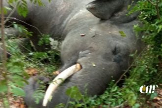 ගල්ගමු​වේ තවත් දළ ඇතෙක් අභිරහස් ලෙස මියයයි!