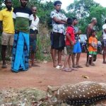 ගැබ්බර මුවදෙනකු ඝාතනය කල සැකකරුවන්ගෙන් තවත් කරුණු රැසක් අනාවරණය වෙයි!