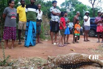ගැබ්බර මුවදෙනකු ඝාතනය කල සැකකරුවන්ගෙන් තවත් කරුණු රැසක් අනාවරණය වෙයි!