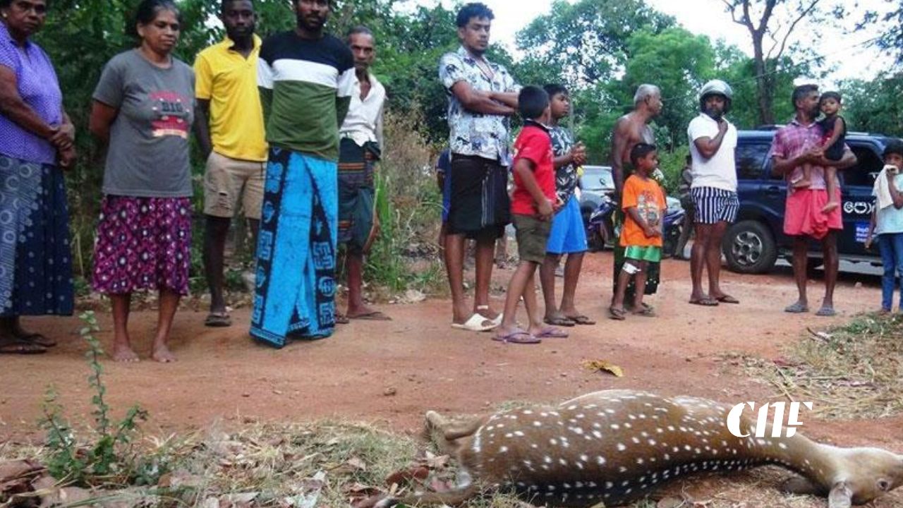 ගැබ්බර මුවදෙනකු ඝාතනය කල සැකකරුවන්ගෙන් තවත් කරුණු රැසක් අනාවරණය වෙයි!